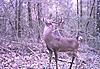 Nice Alabama Buck-drip-rock-buck-007.jpg