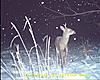 Half Rack Bucks-corn-cam-036-1600x1200-.jpg