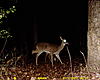 New Deer Pictures, and Videos-sunp0020-3-leg-doe.jpg