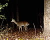 New Deer Pictures, and Videos-sunp0021-doe-three-legs.jpg