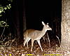 New Deer Pictures, and Videos-sunp0022..jpg