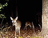 New Deer Pictures, and Videos-sunp0023..jpg