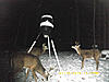 if these two bucks are not twins I would be shocked-lightened.jpg