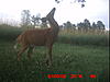 Your favorite trailcam photo-icam0050.jpg