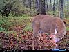 Your favorite trailcam photo-cdy_0195.jpg