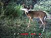Your favorite trailcam photo-6point17.jpg
