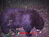 Your favorite trailcam photo-icam0019.jpg