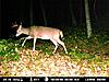 Your favorite trailcam photo-6pointhard7.jpg
