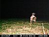 Your favorite trailcam photo-9pointer1.jpg