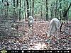 Your favorite trailcam photo-pict1421.jpg