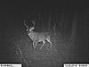 2011 Trail camera pictures.-adsc00104.jpg