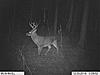 2011 Trail camera pictures.-adsc00103.jpg