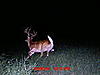 Your favorite trailcam photo-wrr-buck.jpg