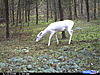 Your favorite trailcam photo-cdy_0006.jpg