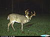 Your favorite trailcam photo-cdy_0085.jpg