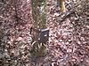 What Does Your Trail Cam Set up Look Like?-dscf0004-.jpg