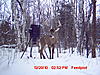 From my moultrie D40.... lol-mdgc0061.jpg
