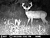 Moultrie I40 Pictures-trail-camera-150.jpg