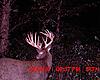 Your favorite trailcam photo-holey-moley.jpg