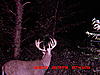 Your favorite trailcam photo-mdgc0133.jpg
