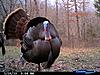 Your favorite trailcam photo-2010-308.jpg