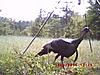 Your favorite trailcam photo-danny-turk.jpg