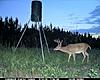 Your favorite trailcam photo-traesvel.jpg