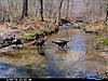 Your favorite trailcam photo-turk-creek-web.jpg