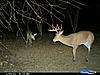 2011 Trail camera pictures.-cdy_0108.jpg