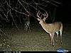 2011 Trail camera pictures.-cdy_0107.jpg
