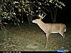2011 Trail camera pictures.-cdy_0120.jpg