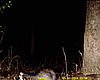 New Trailcam Pictures, and Videos.-thursday-march-07-2011-1-56-am.jpg