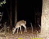 New Trailcam Pictures, and Videos.-tuesday-march-05-2011-3-37-am.jpg