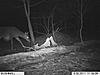 What's wrong with this Doe?-im001045-1.jpg