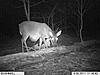 What's wrong with this Doe?-im001050-1.jpg