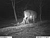 What's wrong with this Doe?-im001051-1.jpg