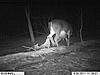 What's wrong with this Doe?-im001052-1.jpg