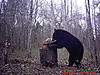 2011 Wisconsin Bear Baiting Pics-2011-bear-zone-c-home-005.jpg