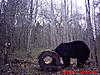 2011 Wisconsin Bear Baiting Pics-2011-bear-zone-c-home-006.jpg