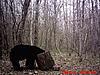 2011 Wisconsin Bear Baiting Pics-2011-bear-zone-c-home-048.jpg