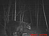 2011 Wisconsin Bear Baiting Pics-2011-bear-zone-c-home-078.jpg