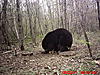 2011 Wisconsin Bear Baiting Pics-2011-bear-zone-c-home-106.jpg