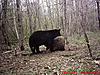 2011 Wisconsin Bear Baiting Pics-2011-bear-zone-c-home-111.jpg