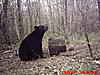 2011 Wisconsin Bear Baiting Pics-2011-bear-zone-c-home-115.jpg