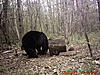 2011 Wisconsin Bear Baiting Pics-2011-bear-zone-c-home-117.jpg