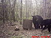 2011 Wisconsin Bear Baiting Pics-2011-bear-zone-c-home-018.jpg