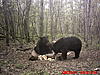 2011 Wisconsin Bear Baiting Pics-2011-bear-zone-c-home-022.jpg