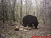2011 Wisconsin Bear Baiting Pics-2011-bear-zone-c-home-024.jpg