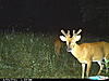Tick Problem?????-cdy_0380.jpg