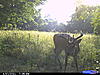 Tick Problem?????-cdy_0460.jpg